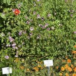 Sommerblumen im botanischen Garten