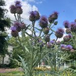 Sommerblumen im botanischen Garten