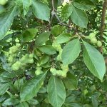 Sommerblumen im botanischen Garten