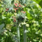 Sommerblumen im botanischen Garten