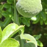 Sommerblumen im botanischen Garten