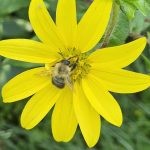 Sommerblumen im botanischen Garten